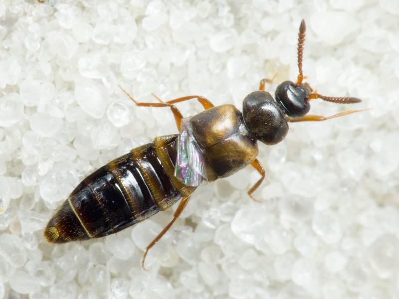 Pella lugens (Gravenhorst, 1802)